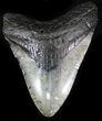 Bargain Megalodon Tooth - North Carolina #22955-1